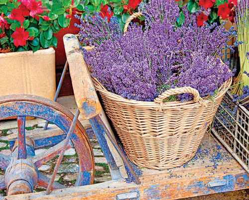 BASKET OF LAVENDER