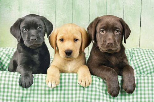 LOS TRES LABRADORES