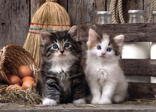 LOVELY KITTENS