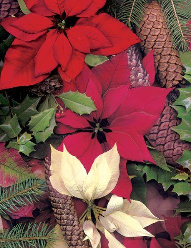 POINSETTIAS Y PINE..