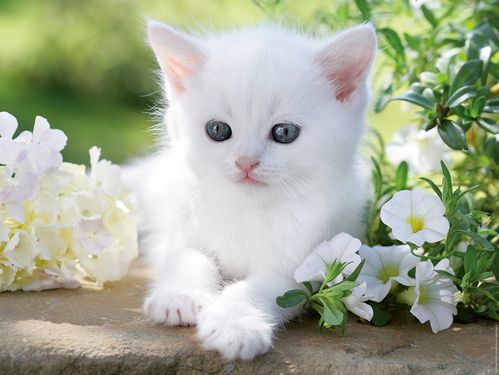 GATITO BLANCO