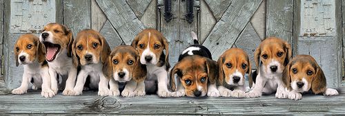 BEAGLES