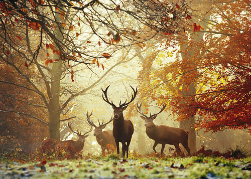 MAGIC FORESTS STAGS