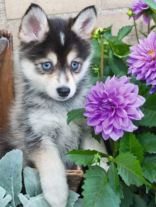 LINDO HUSKY