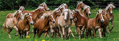 HAFLINGER HORSES