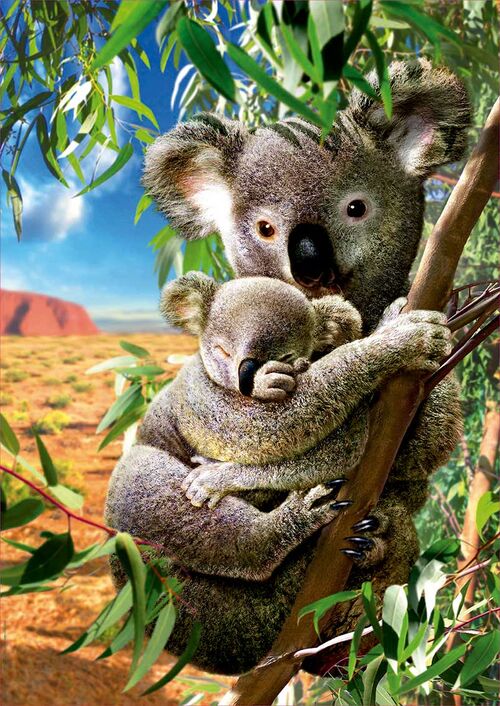 KOALA CON SU CAHORRO