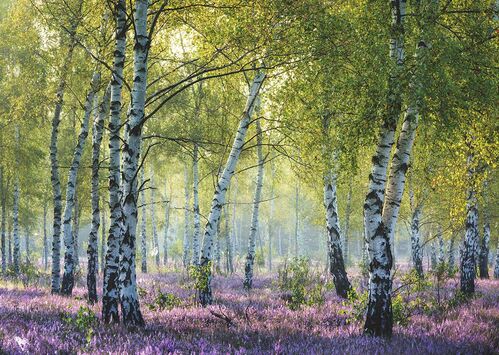 BOSQUE DE ABEDULES