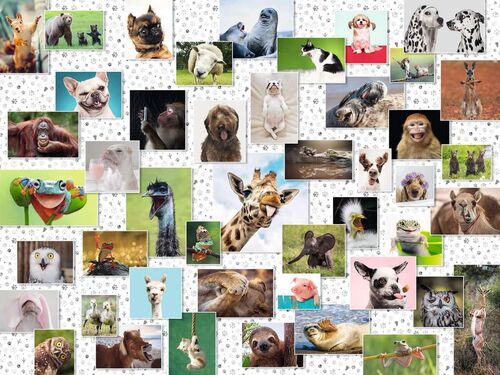 COLLAGE DE ANIMALES DIVERTIDOS