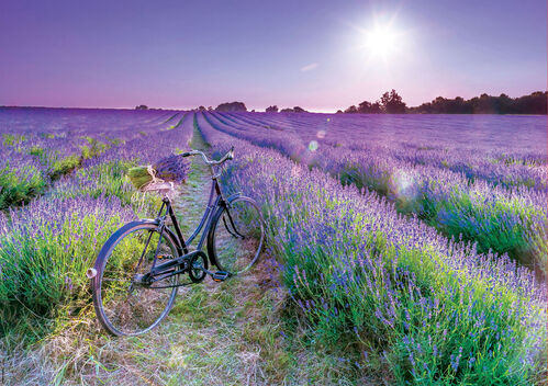 BICICLETA EN CAMPO DE LAVANDA