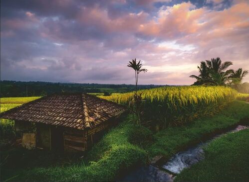 CAMPOS DE ARROZ - BALI