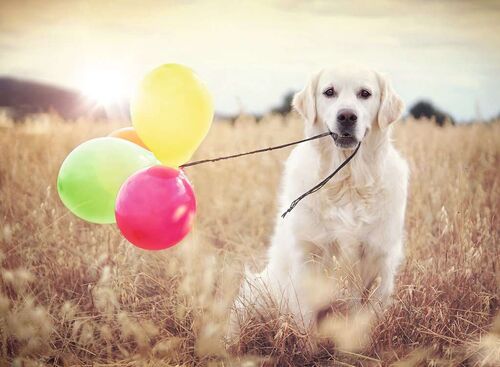 BALLOON PARTY