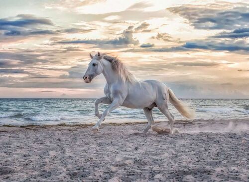 CABALLO EN LA PLAYA