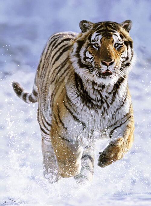 TIGRE EN LA NIEVE