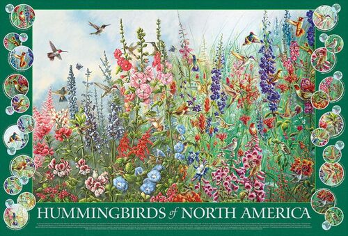 HUMMINGBIRDS OF THE NORTH AMERICA